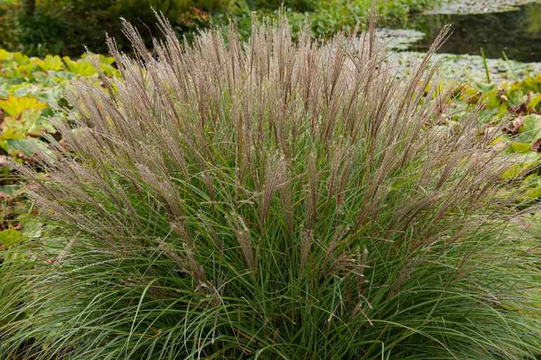 Miscanthus sinensis - Maiden Grass