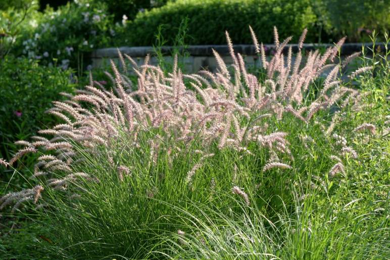 Pennisetum alopecuroides - Fountain Grass