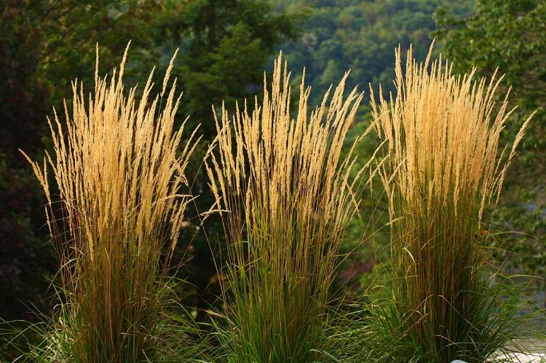 Calamagrostis x acutiflora - Feather Reed Grass