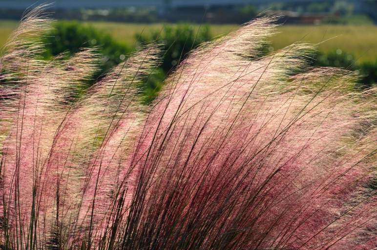 Muhlenbergia capillaris - Pink Muhly Grass