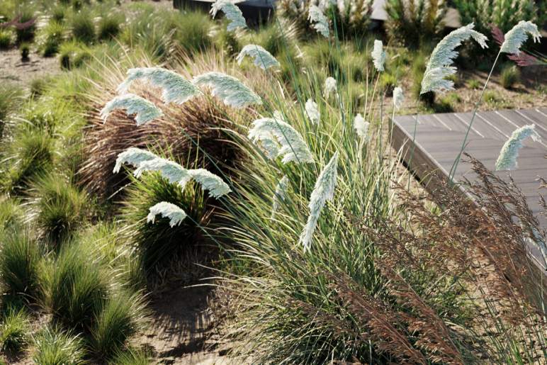 When To Plant Ornamental Grasses?